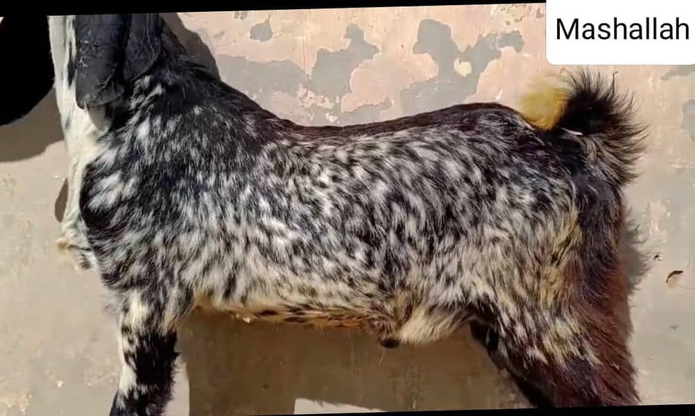 ماشاءاللہ اے پلس کوالٹی ڈبل ہڈی بلیک مکھی چینابکرا 2