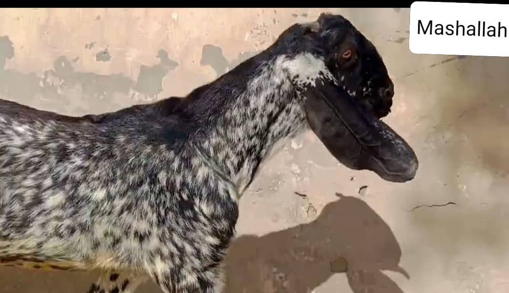 ماشاءاللہ اے پلس کوالٹی ڈبل ہڈی بلیک مکھی چینابکرا 3