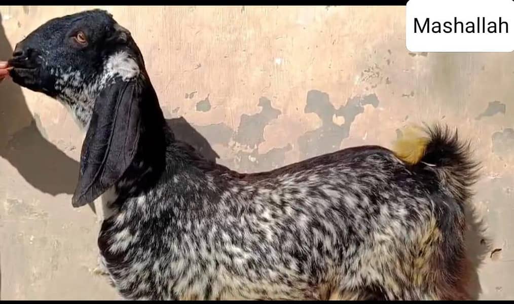 ماشاءاللہ اے پلس کوالٹی ڈبل ہڈی بلیک مکھی چینابکرا 4