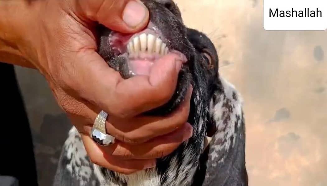 ماشاءاللہ اے پلس کوالٹی ڈبل ہڈی بلیک مکھی چینابکرا 5