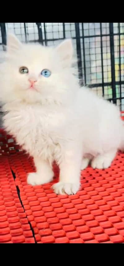 Quality Persian Punch face cat & kitten =03205959094=Whatsappp