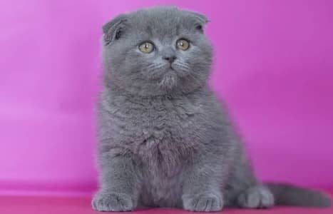 Scottish fold
