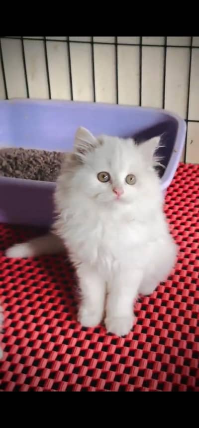 Quality Persian Punch face cat & kitten =03205959094=Whatsapp