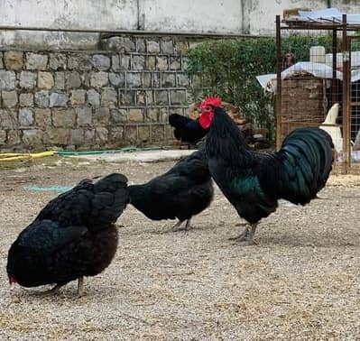 austrolop heritage astrolop fresh and fertile egg's