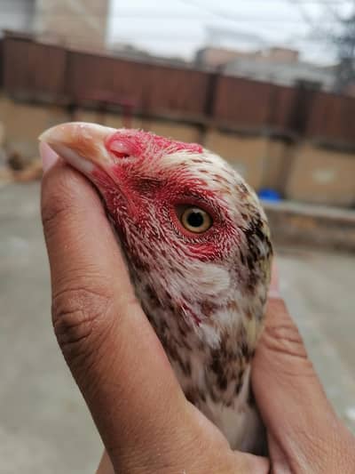 1 black mrugi he 1 lakhi cheni he 03105833926 jis ne leni he rabta kro