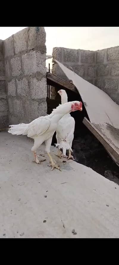 Aseel pure Heera young pair