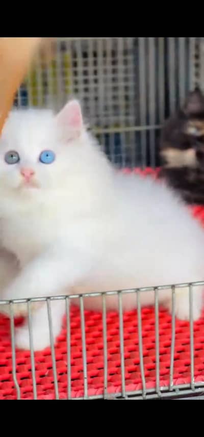 Quality Persian Punch face cat & kitten =03205959094=Whatsapp