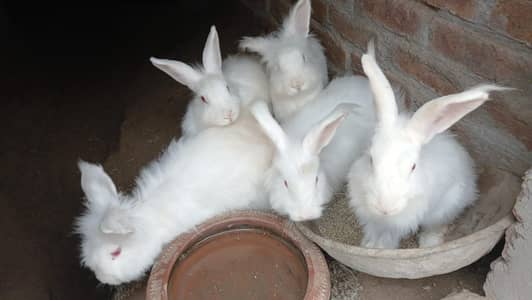Angora Rabits