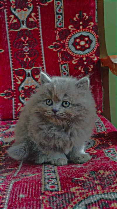 Persian Kittens