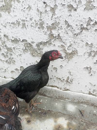 Aseel Pathi and Murghi