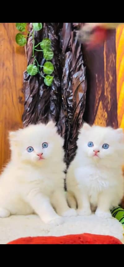 Quality Persian Punch face cat & kitten =03205959094=Whatsapp