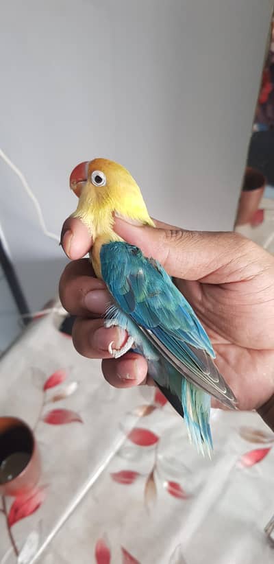 parblue opline/ palefallow