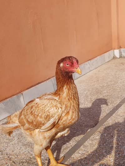 for sale.     Whatsapp num 03271541617