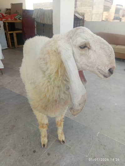 Dumba / Ladkana / Mondera / Dumba / Aseel Heera