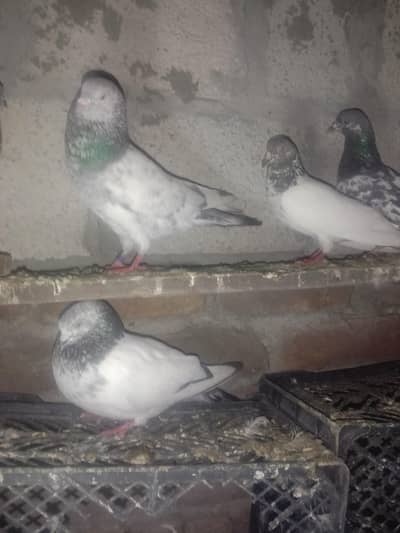 urgent for sale ha Whatsapp nmber 03175421619 jall bhe for sale ha