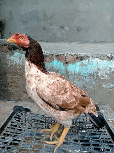 pakistani pure hen