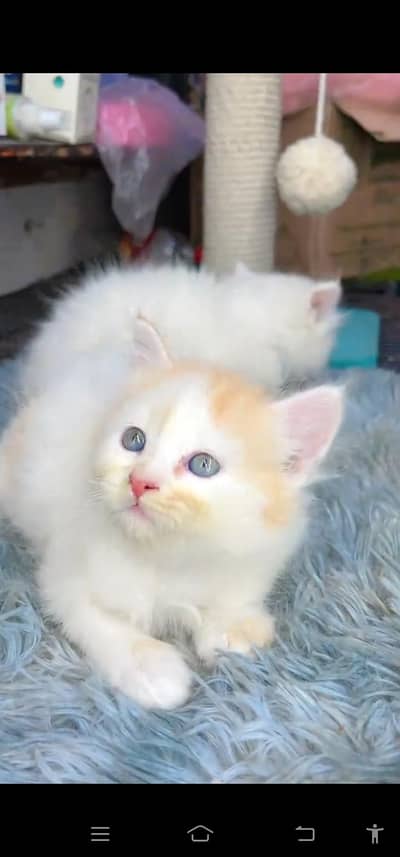 WhatsApp. 03205959094