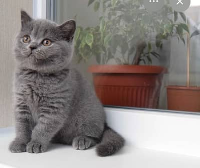 British shorthair