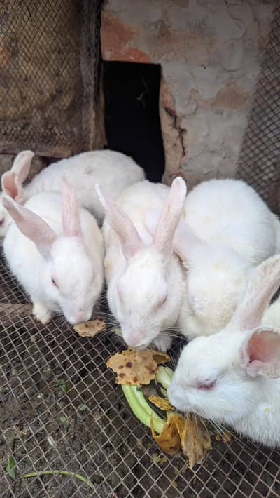 Holland loop and desi