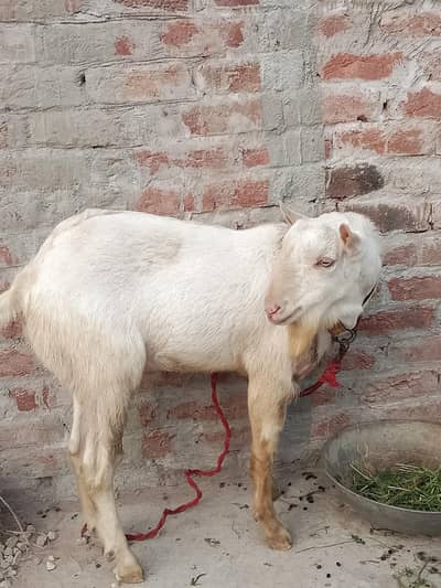 only. call. 03157620867