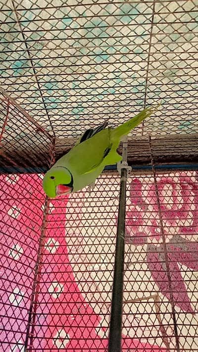 ring neck pair for sale