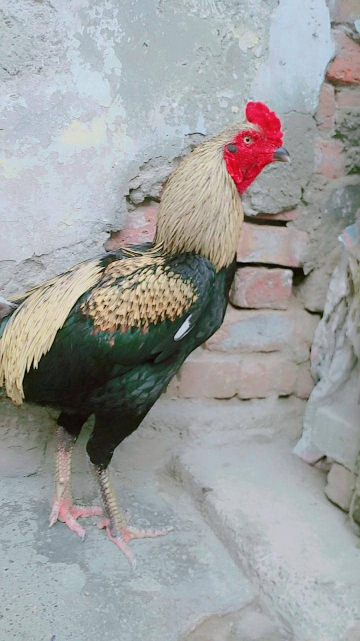 Aseel thaii java murga 1