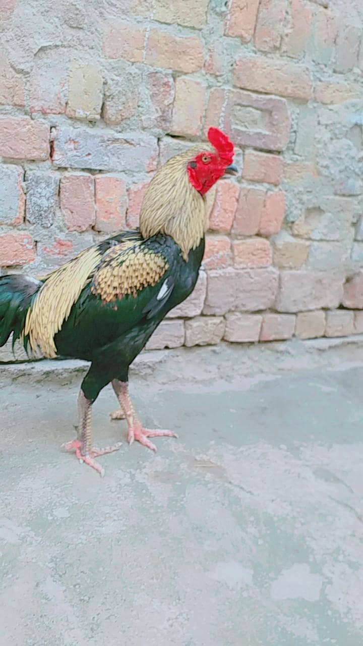 Aseel thaii java murga 3