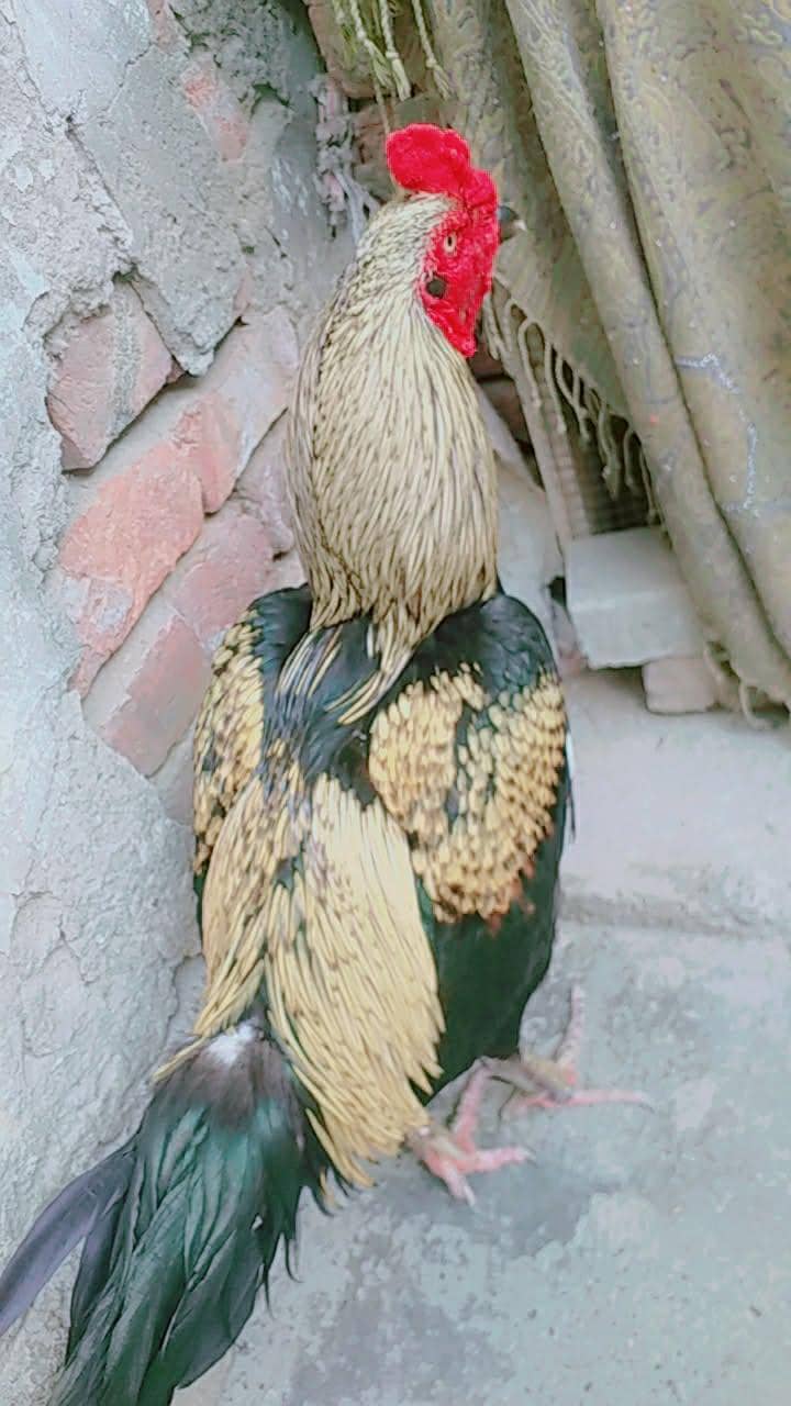 Aseel thaii java murga 4