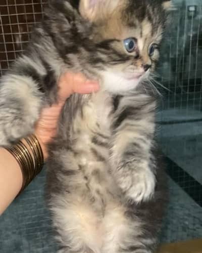 Persian punch face tabby cat