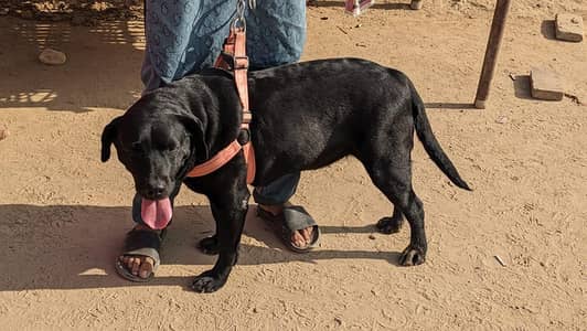 Leabrador 11 months age