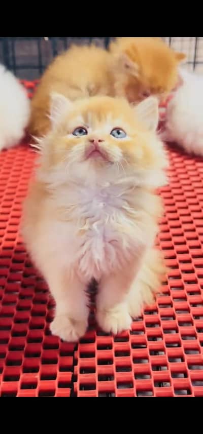 Quality Persian Punch face cat & kitten =03205959094=Whatsapp