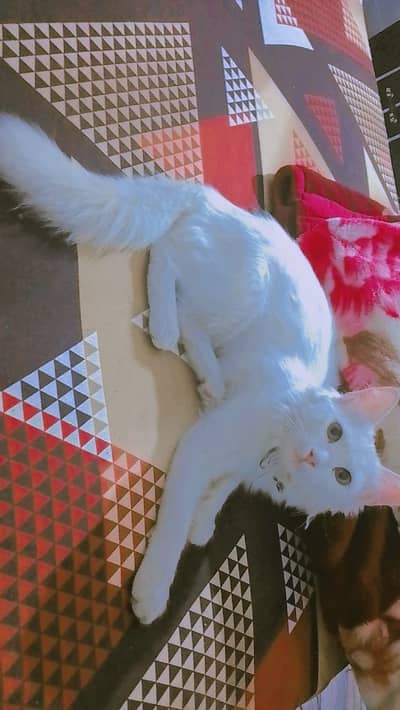 Persian cat 5 months Male