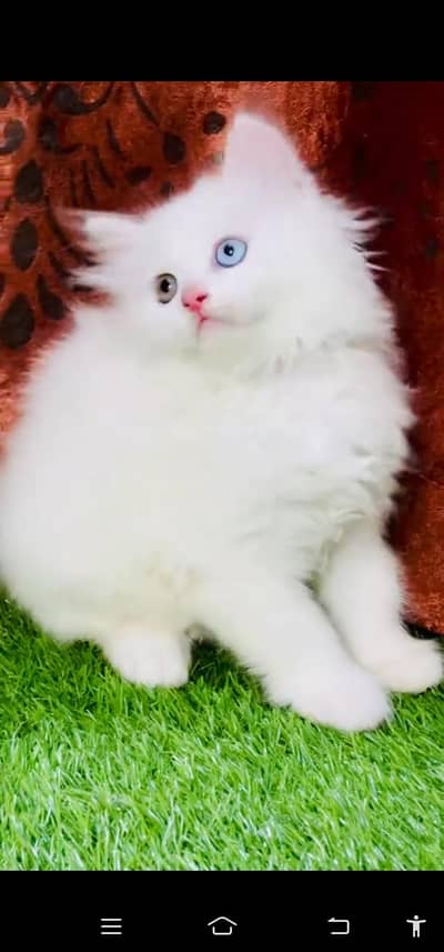 Quality Persian Punch face cat & kitten =03205959094=Whatsapp