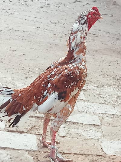 Aseel Mainwali MashaAllah high quality pathy