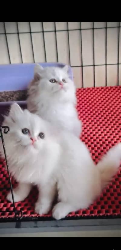Quality Persian Punch face cat & kitten =03205959094=Whatsapp