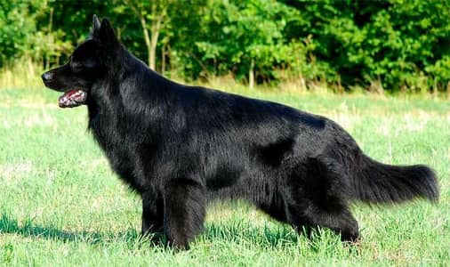 German shepherd  longcoat