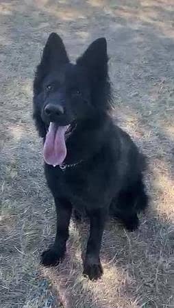 German shepherd  longcoat