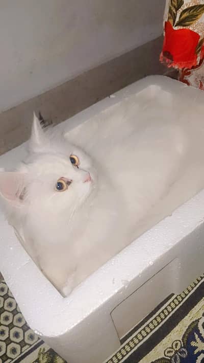 cat for sale Persian