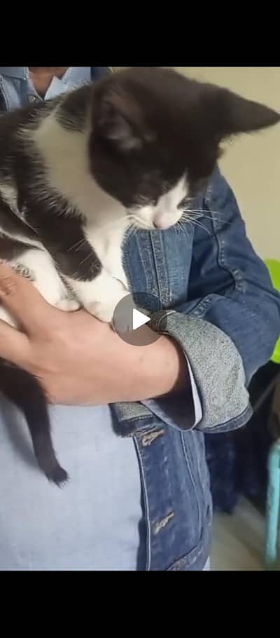 Persian mother's kitten - litter trained available for adoption