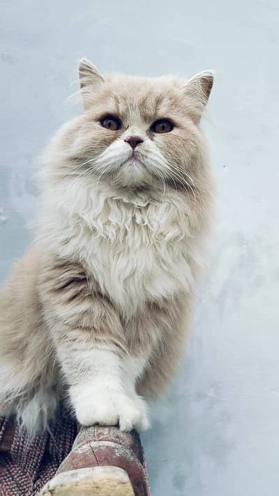 Persian male cat 