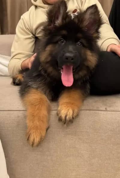 German Shepherd 03262839519