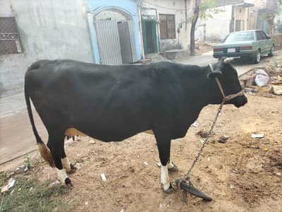 jersey/ Fresign Cow for sale.