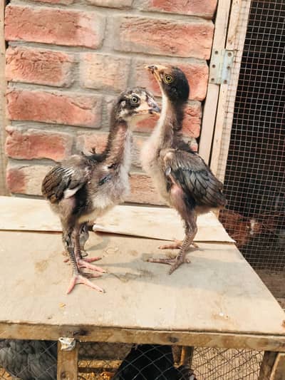 bangadi aseel and parmoz breed chicks. . 03074327731. .