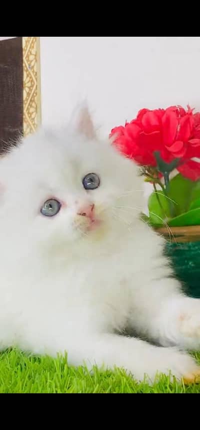 Quality Persian Punch face cat & kitten =03205959094=Whatsapp