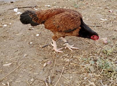 Aseel madi lakha kilo wala