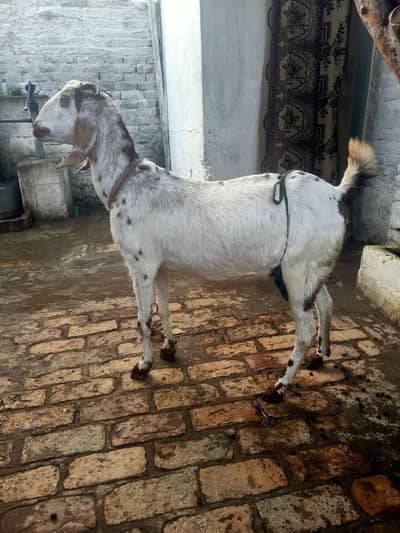 dhood wali bakri sell sath me 1 female path hai