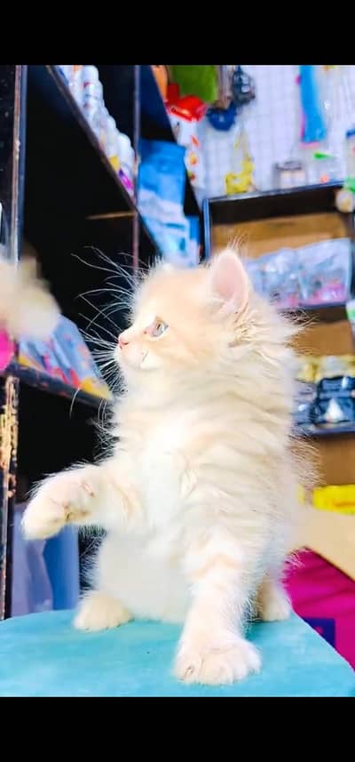 Quality Persian Punch face cat & kitten =03205959094=Whatsapp