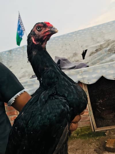 high quality Thai female. . . 03074327731. .