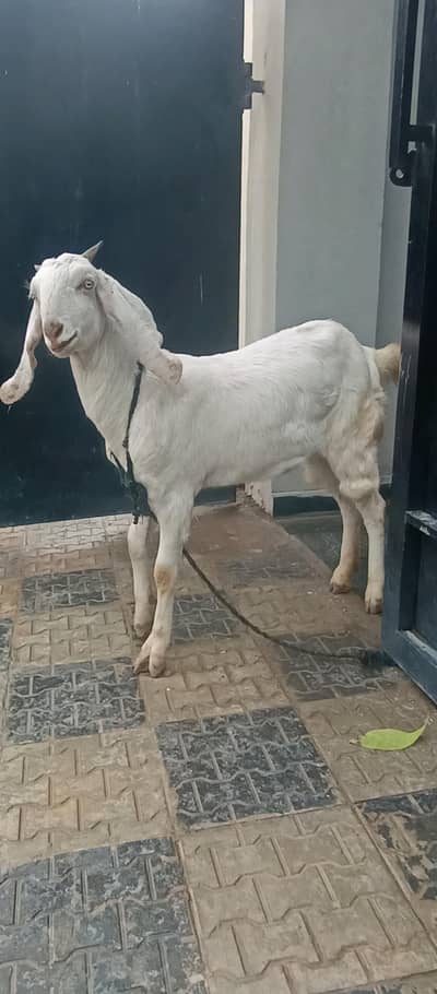 1 pure white female goat