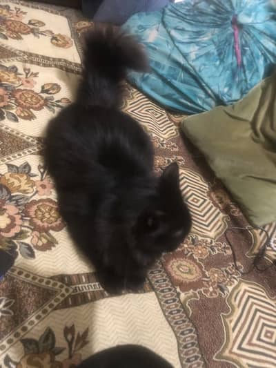 Percian pair for sale